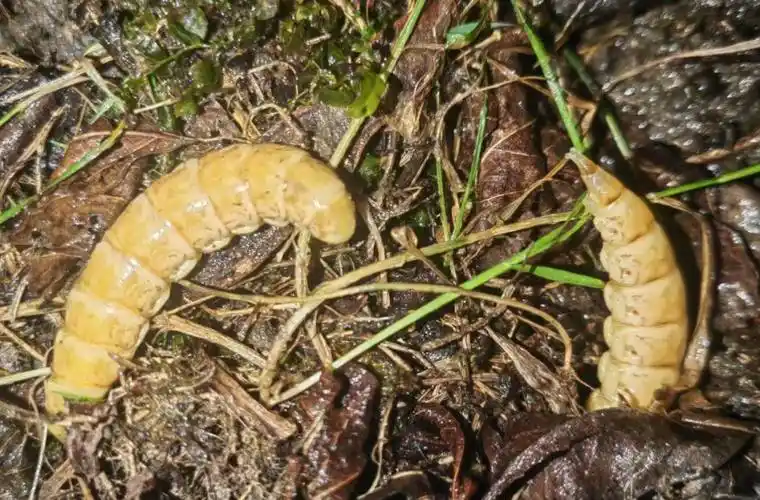 四川惊现巨型萤火虫?LOL夜战新思路被这神秘生物点亮